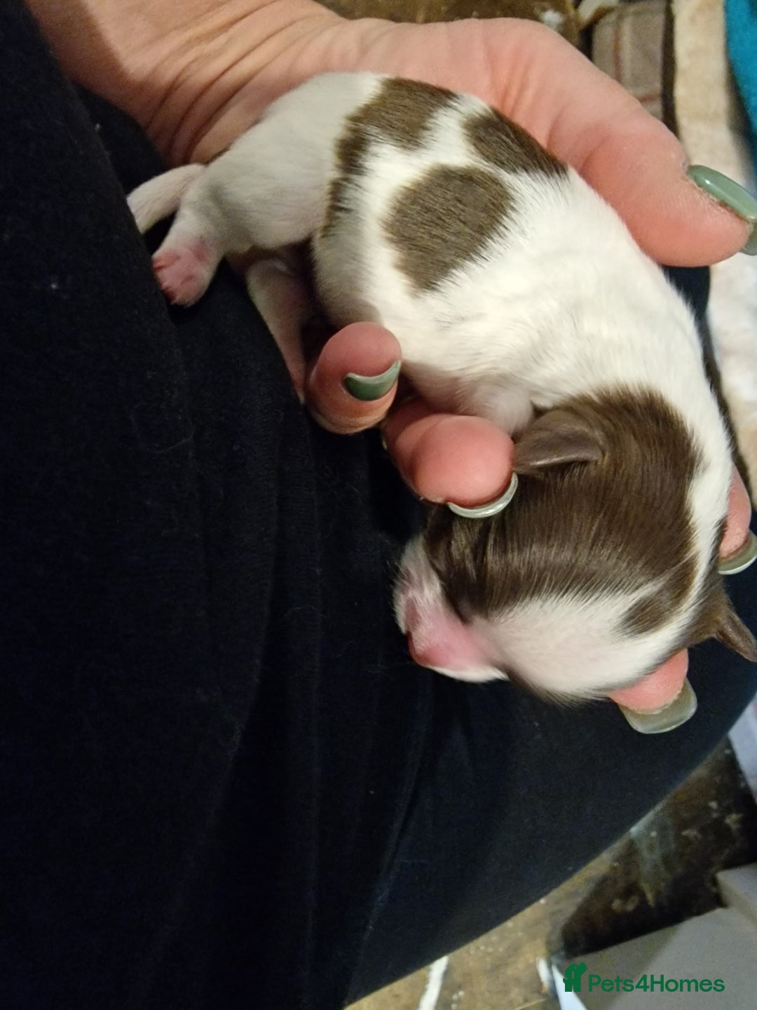 Lhasa Apso dogs for sale: 6 puppies  4 girls 2 boys - Image 6