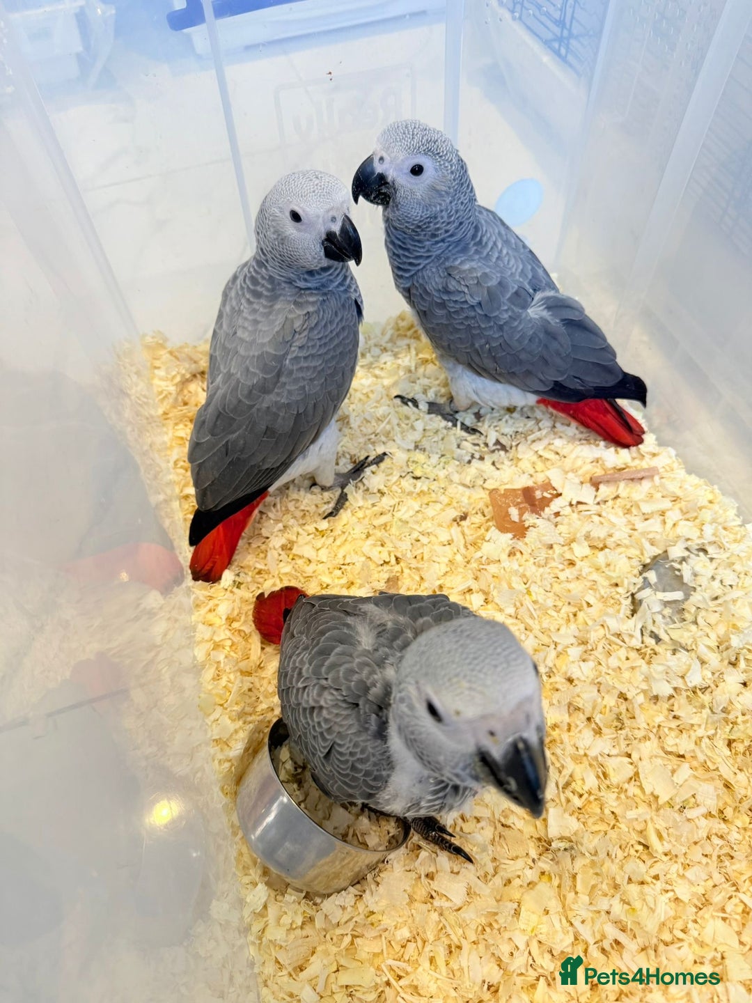 Parrots birds for sale: African greys  - Image 8