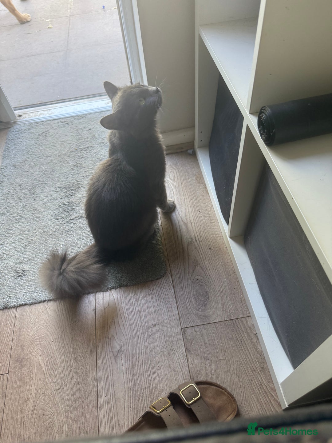 Maine Coon cats for sale: Maine coon cross  - Image 2