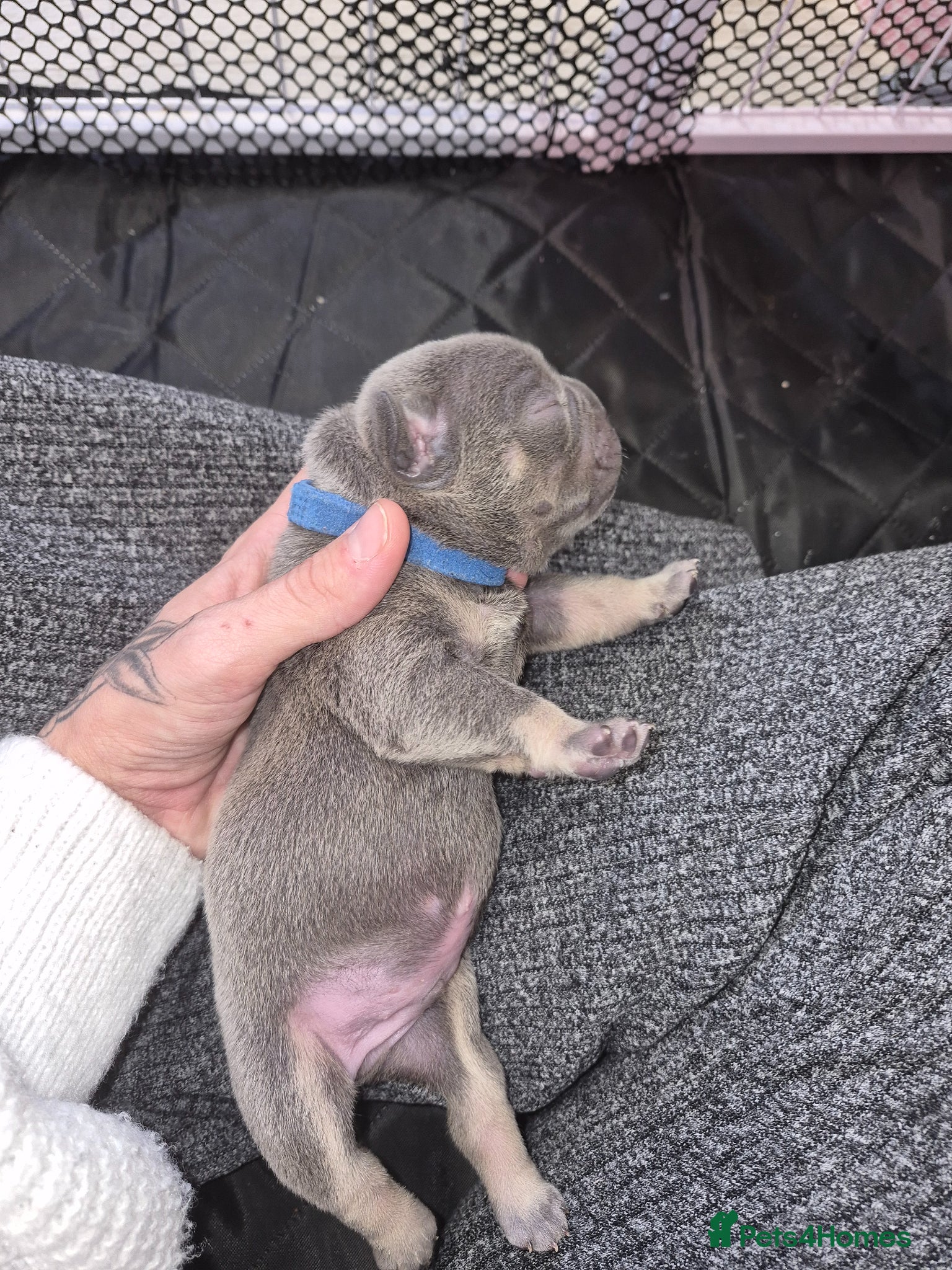 French Bulldog dogs Lilac and tan male frenchie for sale  - Advert 8