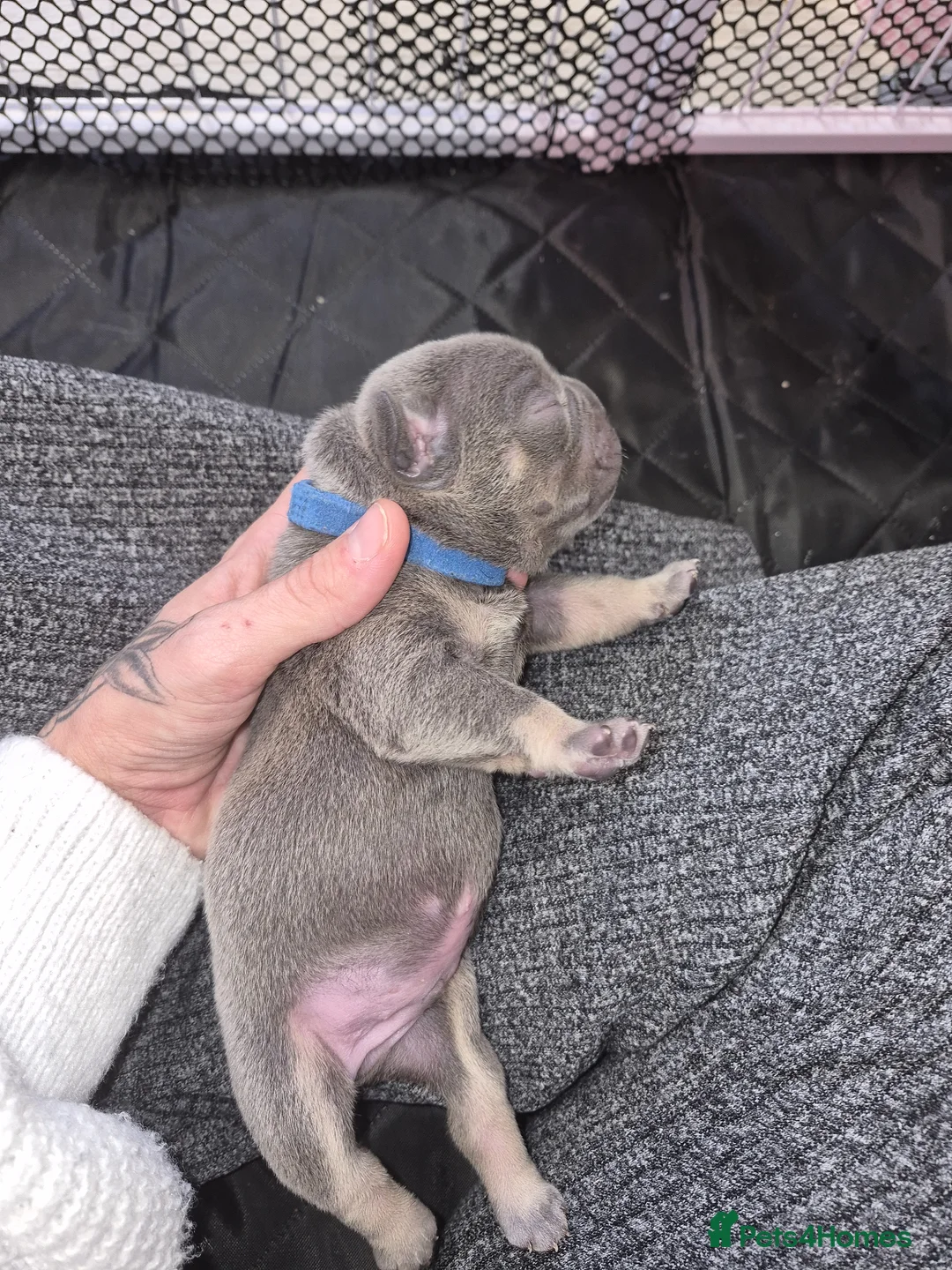 French Bulldog dogs for sale: Lilac and tan male frenchie for sale  in Chelmsford - Advert 1