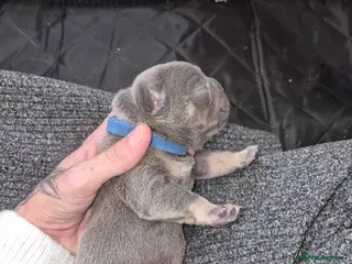 French Bulldog dogs Lilac and tan male frenchie for sale - Advert 8