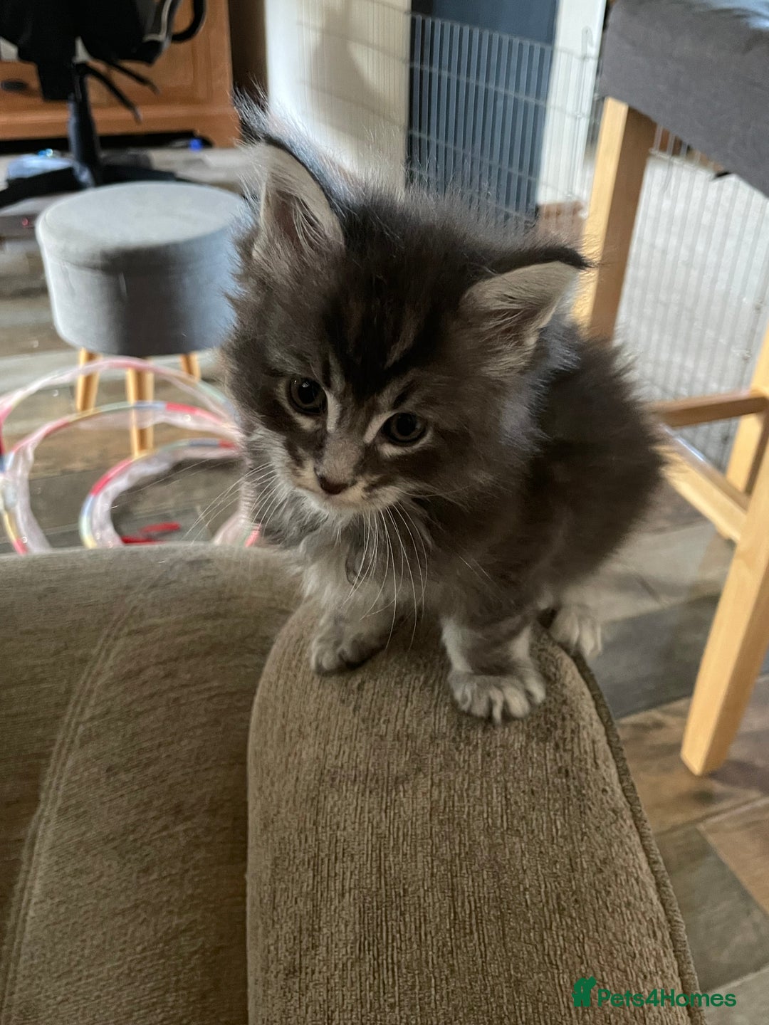 Maine Coon cats for sale: Maine coon kittens  - Advert 2