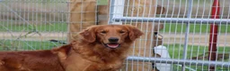 Golden Retriever dogs for stud: EXTENSIVELY health tested with excellent results! in Newark - Advert 21