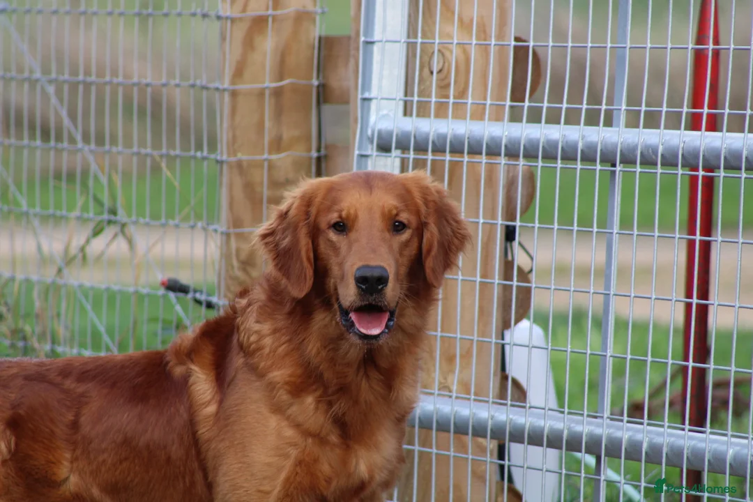 Golden Retriever dogs for stud: EXTENSIVELY health tested with excellent results! in Newark - Advert 21