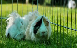 Guinea Pig rodents for sale: Male Guinea Pig - Image 2