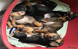 Dachshund dogs for sale: Wife haired x smooth dachshund puppy’s  - Image 2