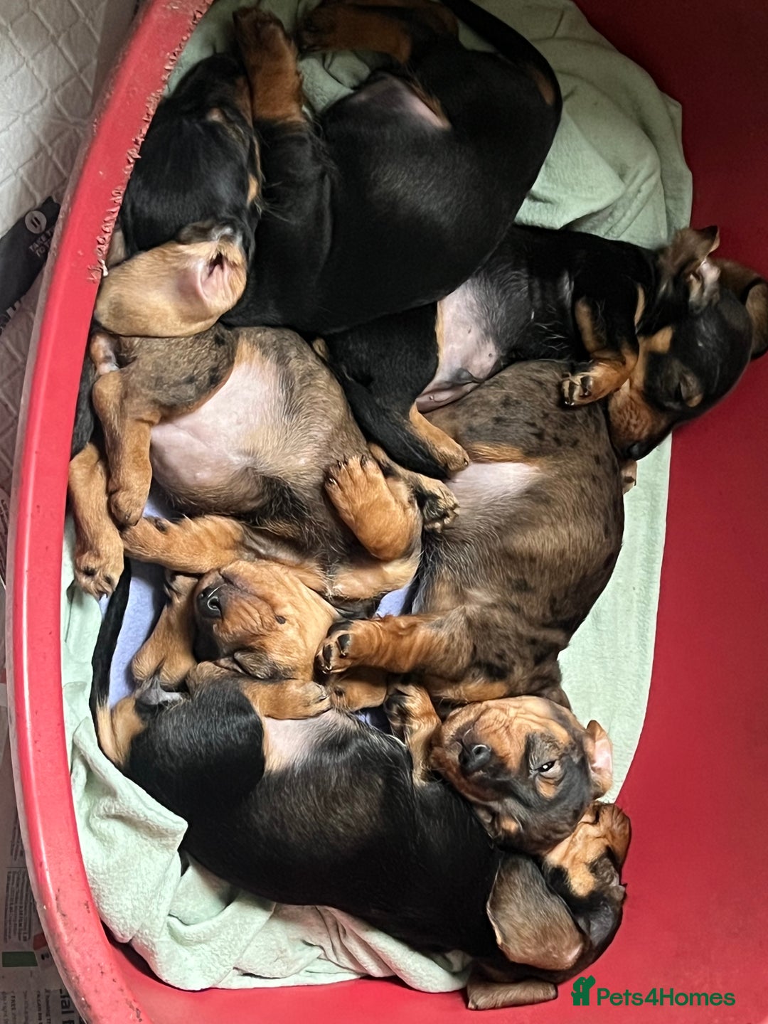 Dachshund dogs for sale: Wife haired x smooth dachshund puppy’s  - Image 2