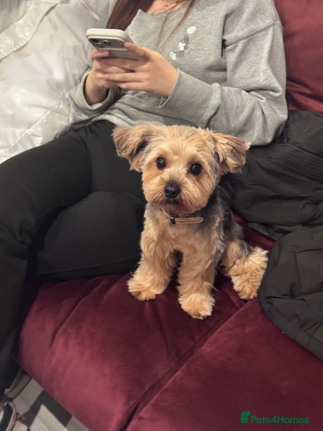 Yorkshire Terrier dogs for sale: Adorable 7-Month-Old Yorkshire Terrier  - Image 1