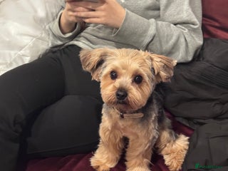 Yorkshire Terrier dogs for sale - Advert 1