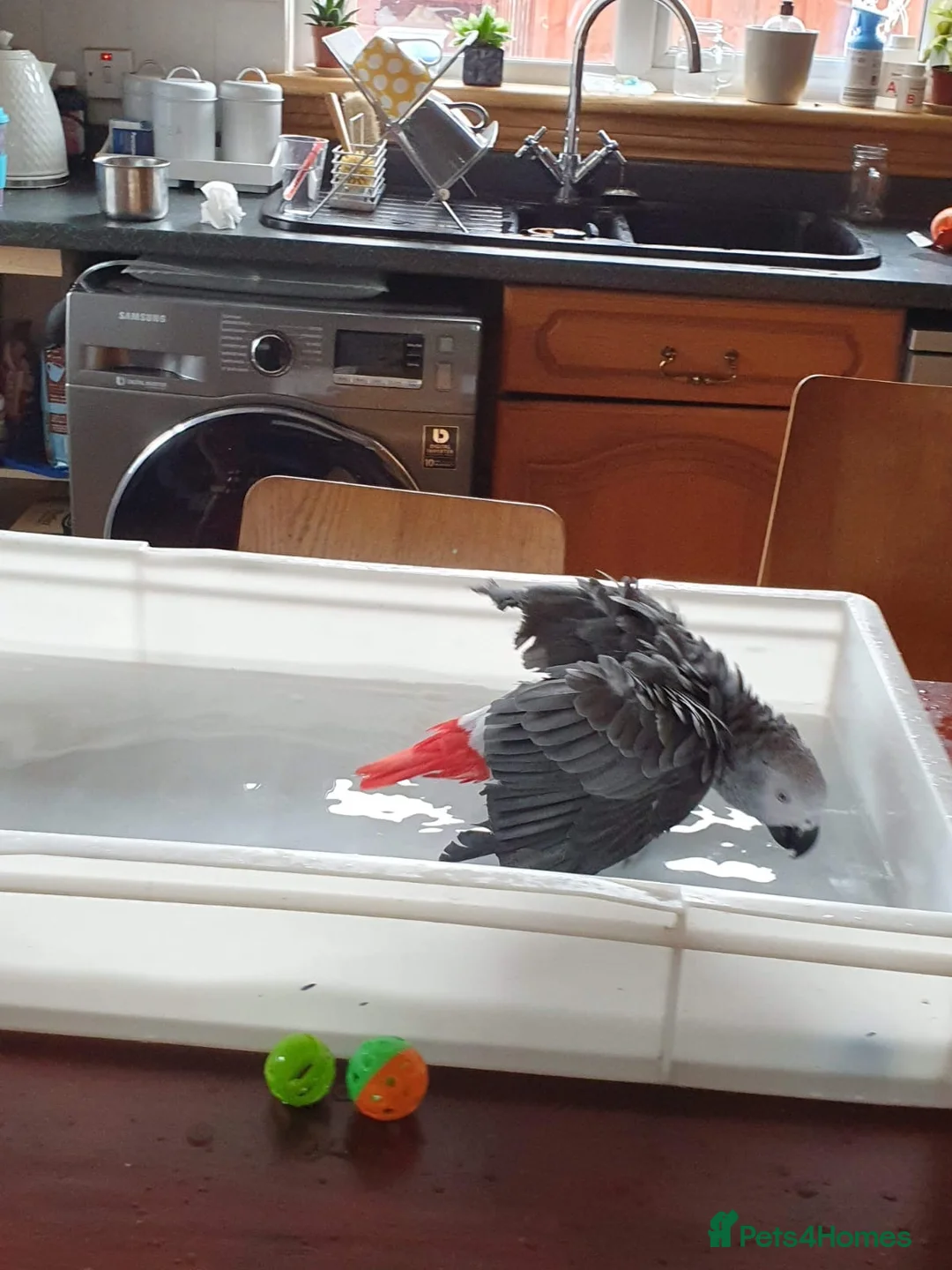 Parrots birds for sale: Beautiful African Grey Parrot in Aviemore - Advert 7