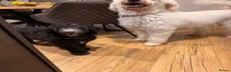 Mixed Breed dogs for sale: Gorgeous large Doodle Boy Puppy ‘Obi’ - Advert 20