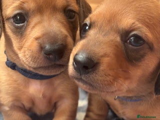 Miniature Dachshund dogs - Advert 1