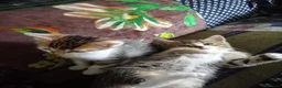 Mixed Breed cats for sale: Beautiful tabby kittens ready to go - Advert 5