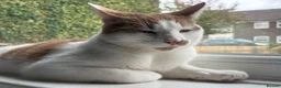 Domestic Shorthair cats for sale: Freddie in Ellesmere Port - Advert 6