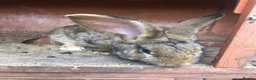 Continental Giant rabbits for sale: Continental Giant Buck Vaccinated Agouti Rabbit  - Advert 3