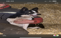 Border Collie dogs for sale: Border Collie Puppies – Ready Now - Image 6