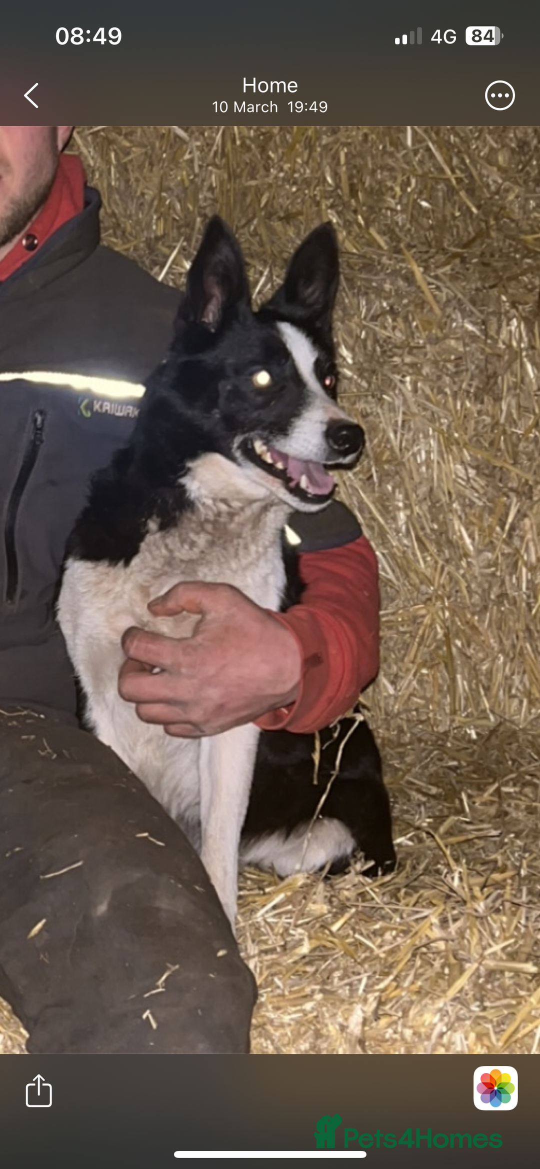 Border Collie dogs for sale: Border Collie Puppies – Ready Now - Image 6
