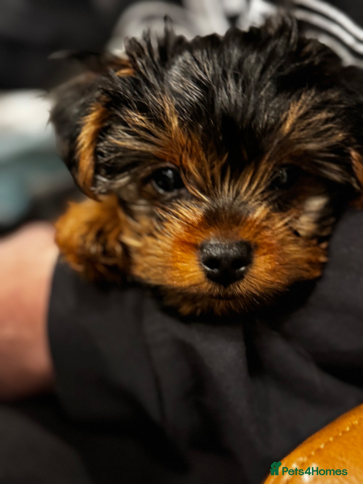 Yorkshire Terrier dogs Yorkshire Terrier Ready GO– Last Puppy Available - Advert 4