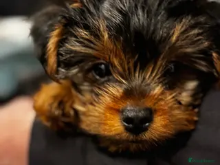 Yorkshire Terrier dogs Yorkshire Terrier Ready GO– Last Puppy Available - Advert 4