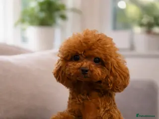 Toy Poodle dogs 🍒 Imported Tiny Red Asian Toy Poodle for Stud 🍒 - Advert 8