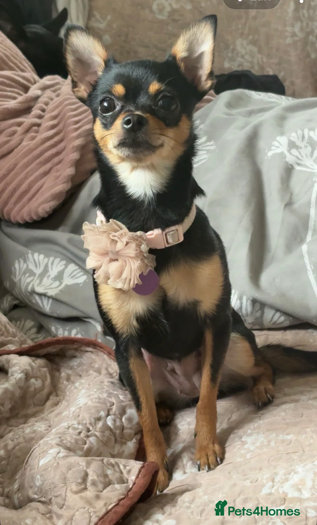 Chihuahua dogs for sale: 10 Week Old Pure-Bred Chihuahua Puppies - Advert 2