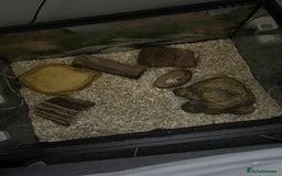 Python Snake reptiles for sale: Royal Python with tank - Image 2