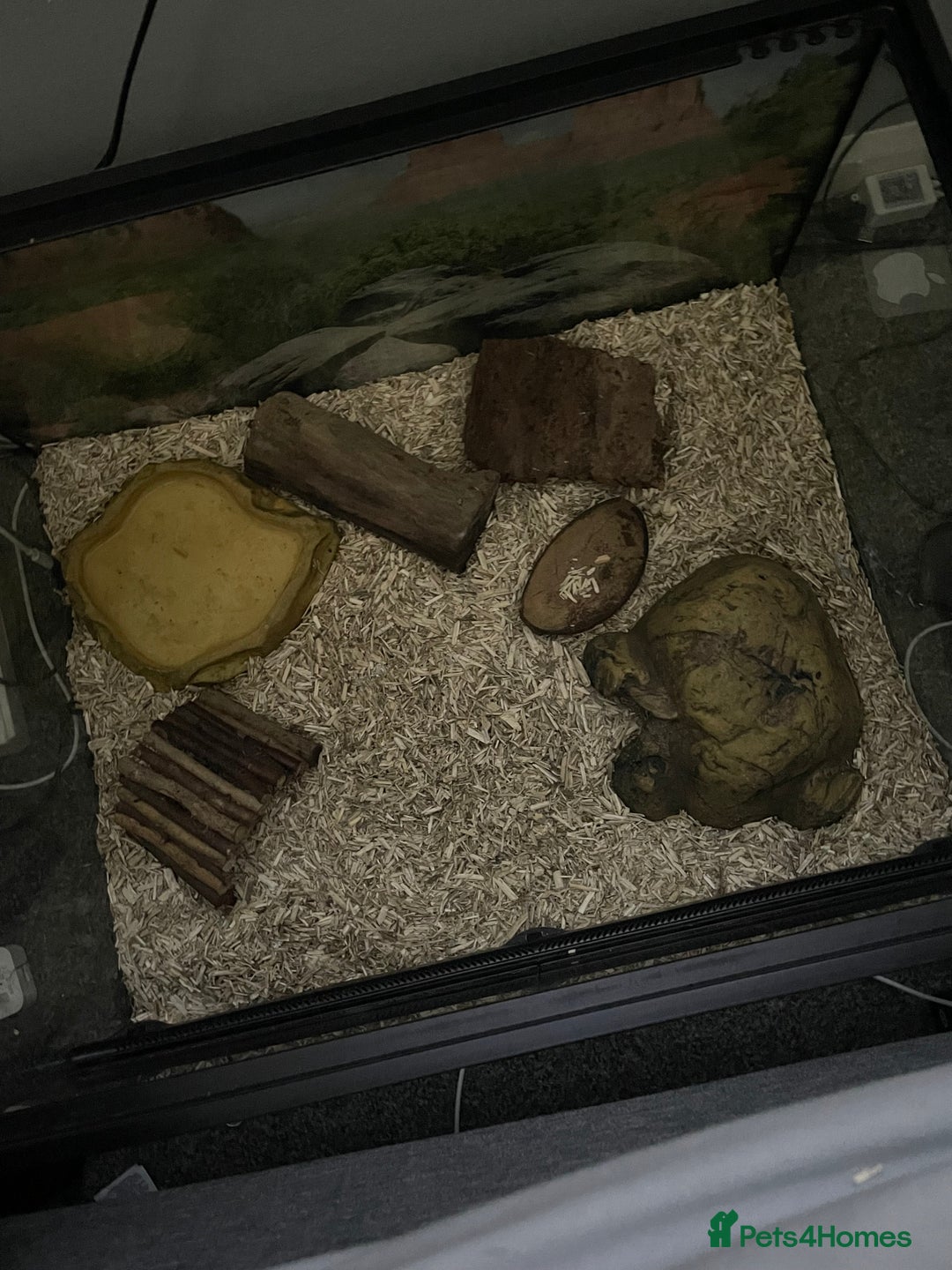 Python Snake reptiles for sale: Royal Python with tank - Image 2
