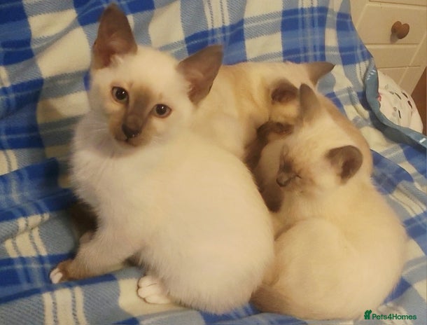 Snowshoe cats - Advert 1