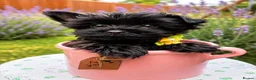 Yorkshire Terrier dogs for sale: LAST GIRL! Mini Black Yorkshire Terrier 🐶  - Advert 3