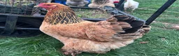 Chickens poultry for sale: Brahma hens  - Advert 3