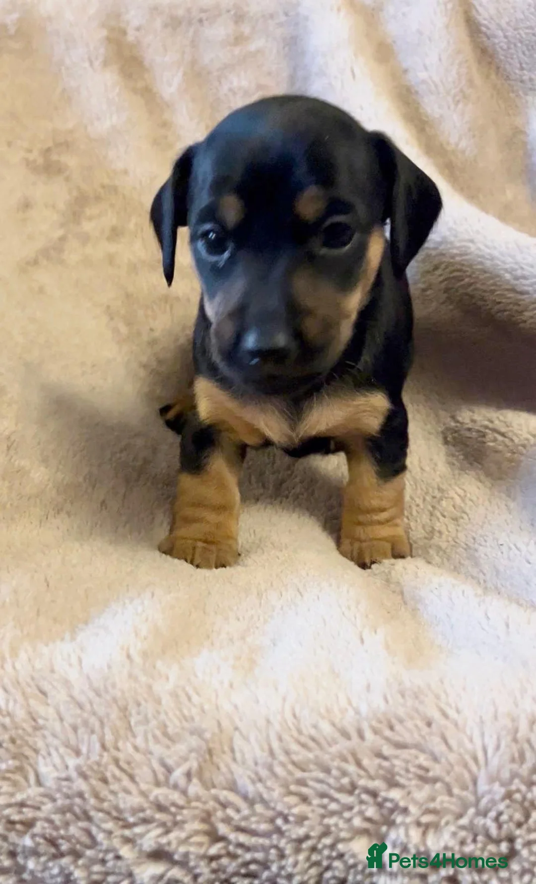 Jackshund dogs for sale: Stunning Homebred Miniature Jackshunds - Advert 11