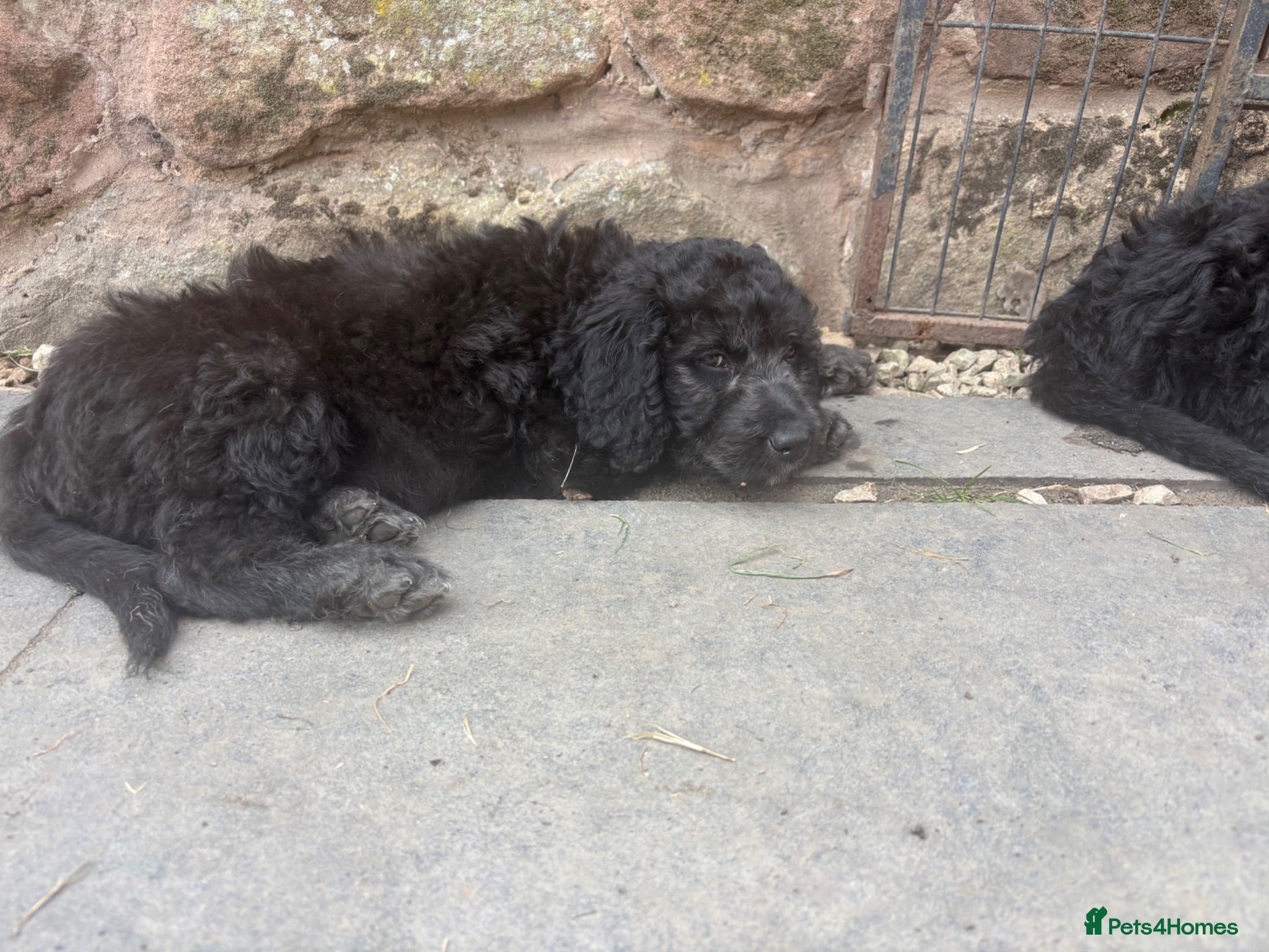 Goldendoodle dogs READY TO LEAVE Beautiful Goldendoodles - Advert 2