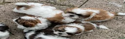 Shih Tzu dogs for sale: Shih tzu puppies - Advert 2