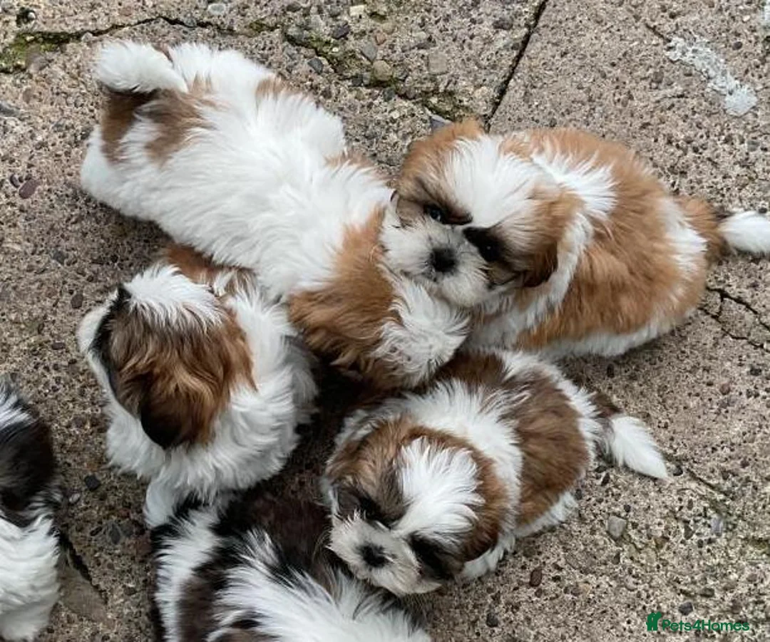 Shih Tzu dogs for sale: Shih tzu puppies - Advert 2