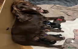 Cocker Spaniel dogs for sale: Adorable cocker spaniel puppies  - Image 17