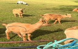 Goats livestock for sale: Royal Golden Guernsey nannies, wether, billy - Image 2