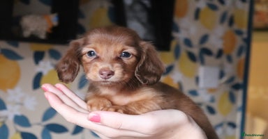 Miniature Dachshund dogs - Advert 5