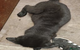 Mixed Breed dogs for sale: Rottie/German shepherd/Belgian malinonis pup - Advert 4