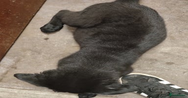 Mixed Breed dogs - Advert 8