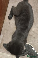 Mixed Breed dogs - Advert 6