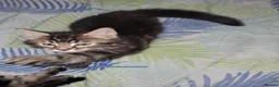 Mixed Breed cats for sale: Kittens  - Advert 4