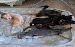 British Shorthair cats for sale: Gorgeous 8 week old kittens  - Image 1