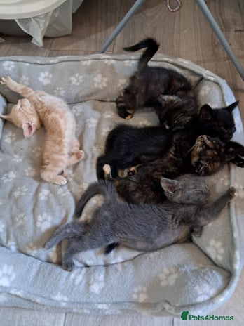 British Shorthair cats - Advert 2