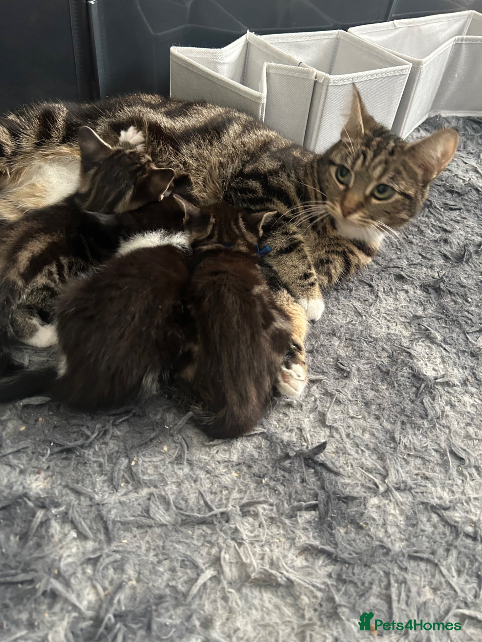 Domestic Shorthair cats 3 tabby 1 black/white kitten - Advert 1