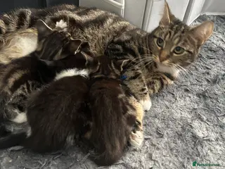Domestic Shorthair cats 3 tabby 1 black/white kitten - Advert 1