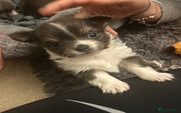 Chihuahua dogs for sale: Adorable chihuahuas  - Advert 5