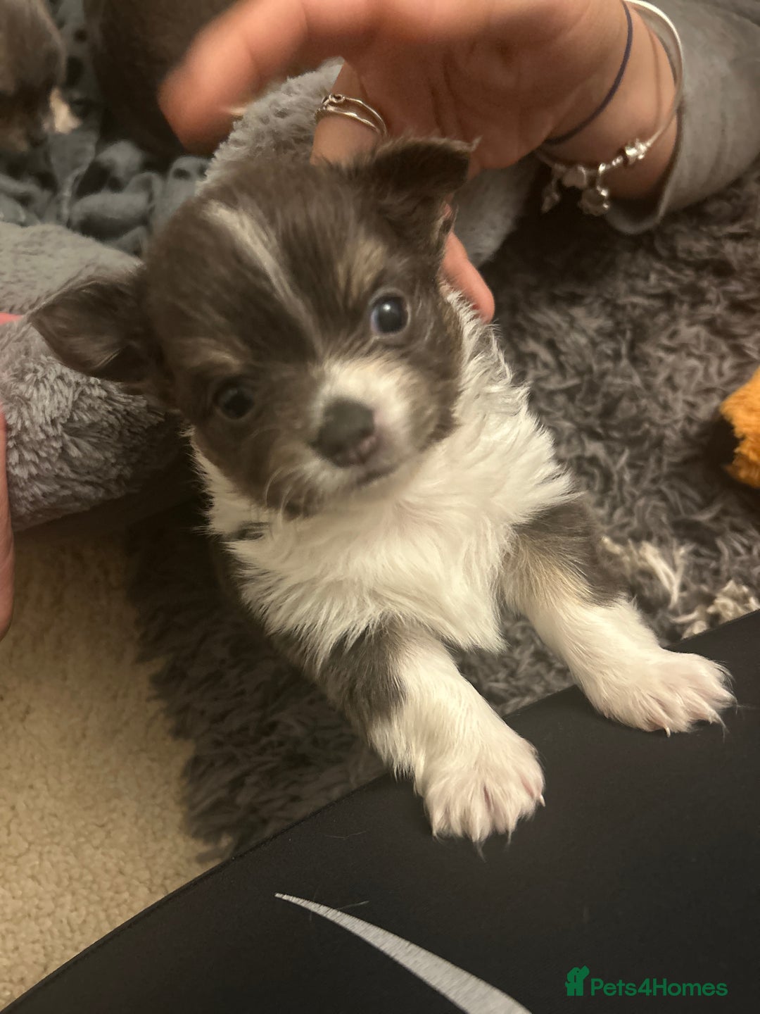 Chihuahua dogs for sale: Adorable chihuahuas  - Advert 5