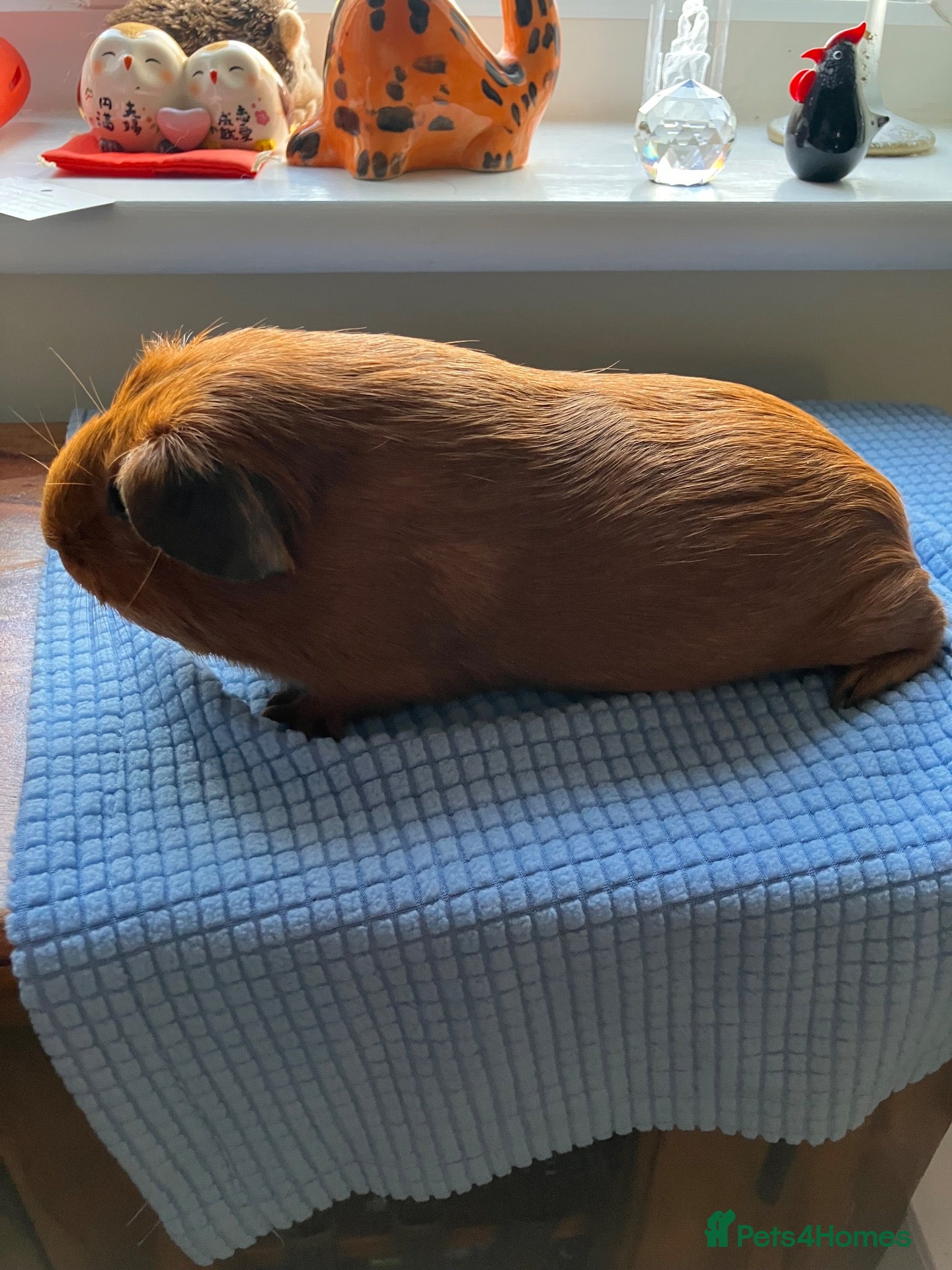 Guinea Pig rodents Pair Young Guinea Pig Sows - Advert 2