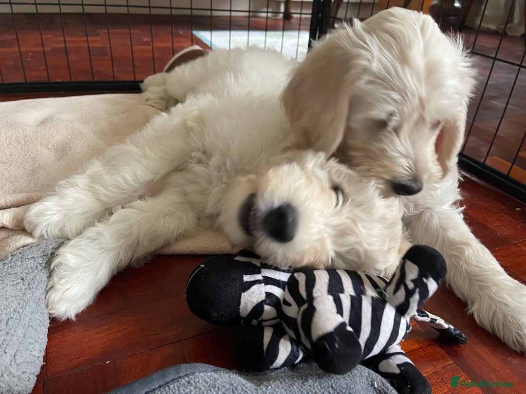Labradoodle dogs for sale: Multigen Mini Labradoodle Puppies Available Now - Image 6
